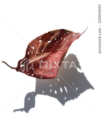 The colors and details of fallen leaves are photographed in detail, and the shapes of the shadows of fallen leaves are interesting. 109804993