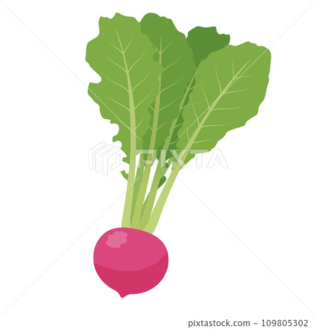 Illustration of red turnip Illustration of red turnip 109805302