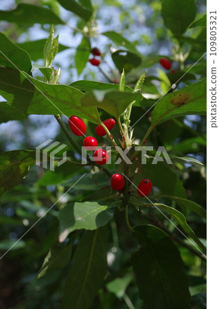 Aoki 1 with bright red fruit and green leaves Aoki 1 with bright red fruit and green leaves 109805321
