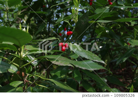 Aoki 3 with bright red fruit and green leaves Aoki 3 with bright red fruit and green leaves 109805326