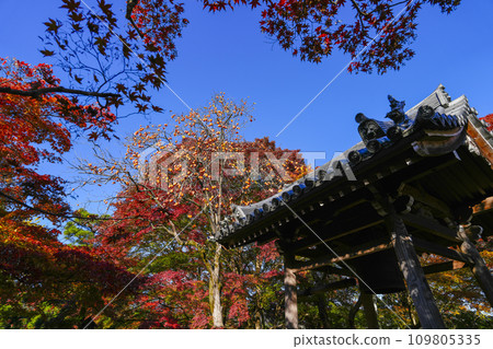 The bell tower of Jojakkoji Temple (Kyoto) wrapped in autumn leaves The bell tower of Jojakkoji Temple (Kyoto) wrapped in autumn leaves 109805335
