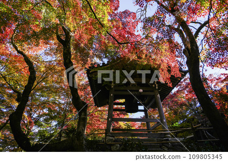 The bell tower of Jojakkoji Temple (Kyoto) wrapped in autumn leaves The bell tower of Jojakkoji Temple (Kyoto) wrapped in autumn leaves 109805345