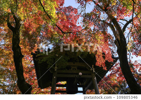 The bell tower of Jojakkoji Temple (Kyoto) wrapped in autumn leaves The bell tower of Jojakkoji Temple (Kyoto) wrapped in autumn leaves 109805346