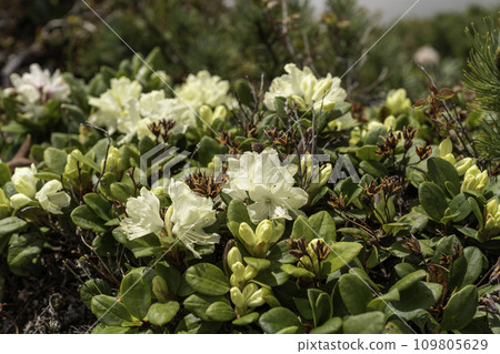 I met a beautiful rhododendron 109805629