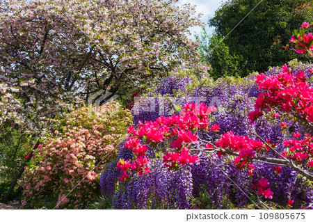 Spring at Ashikaga Flower Park - A wide variety of flowers Spring at Ashikaga Flower Park - A wide variety of flowers 109805675