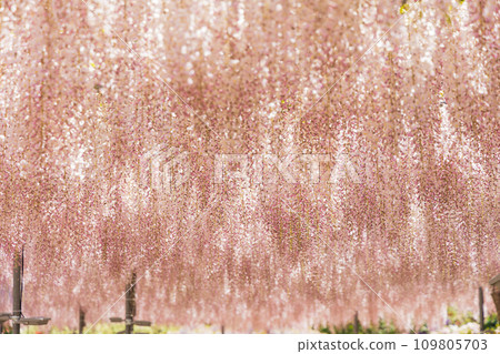 Spring at Ashikaga Flower Park - Light red wisteria 109805703