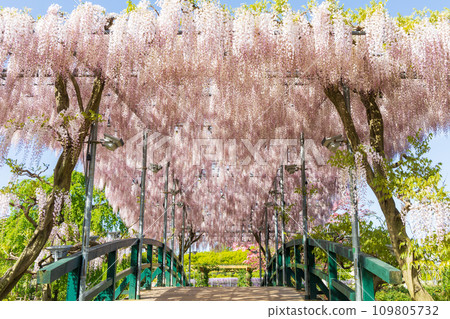 春天的足利花卉公園-淡紅色的紫藤橋 109805732