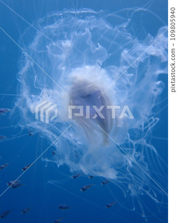 Hanabirauo living with jellyfish Hanabirauo living with jellyfish 109805940