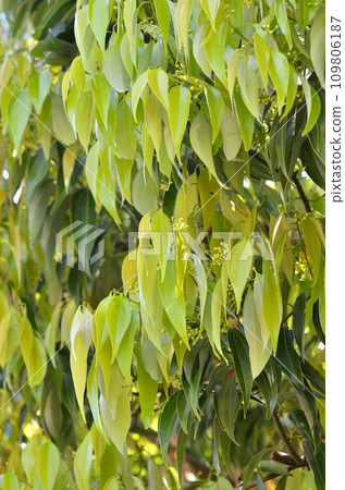 Tree: Nickelaceae Tree: Nickelaceae 109806187