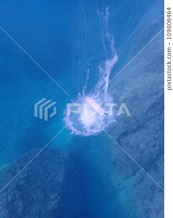 Hanabirao fish and jellyfish are floating Hanabirao fish and jellyfish are floating 109806464