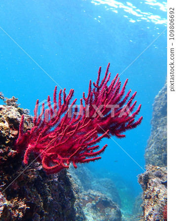 水下顏色: 軟珊瑚 109806692