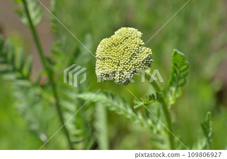 植物：菊花水生動物 109806927