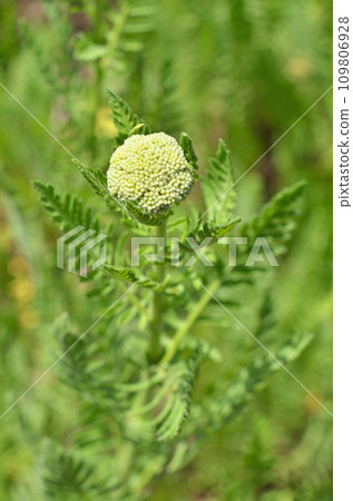 植物：菊花水生動物 109806928