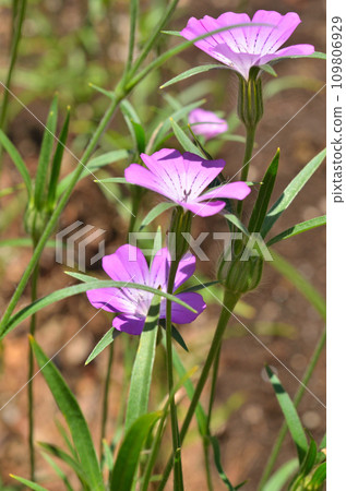 植物: 麥子科、石竹科 109806929