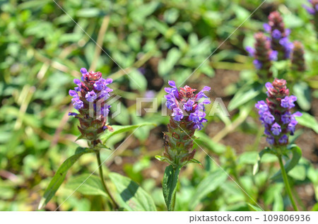 Plant: Nepenthes, Lamiaceae 109806936