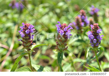 植物: 唇形科、豬籠草 植物: 唇形科、豬籠草 109806937