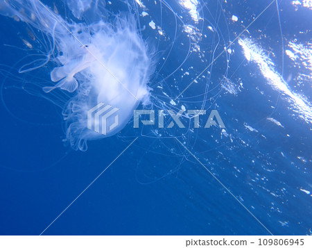 Hanabirao, jellyfish, and young fish Hanabirao, jellyfish, and young fish 109806945