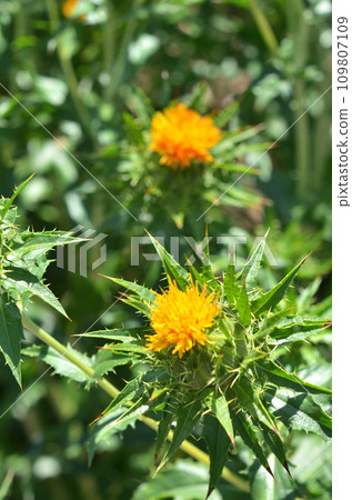 植物: 紅花，菊科 109807109