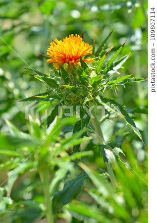 Plant: Safflower, Asteraceae 109807114