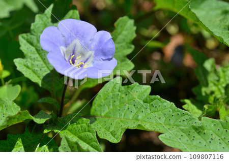 植物: 黑酸漿，茄科 109807116
