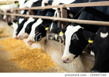 Cows in a stable eating beer lees as food Cows in a stable eating beer lees as food 109807160
