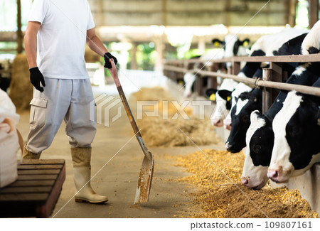 酪農飼養乳牛 109807161