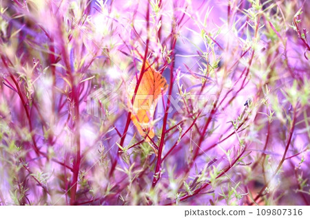 A single autumn leaf in pink 109807316