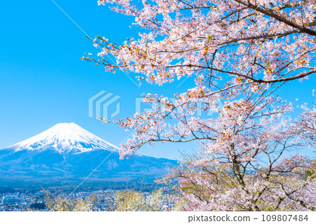 Cherry blossoms and Mt. Fuji (Arakurayama Sengen Park) Cherry blossoms and Mt. Fuji (Arakurayama Sengen Park) 109807484