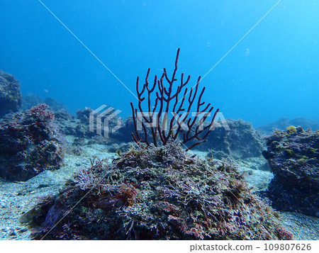 Underwater landscape of Archi 109807626