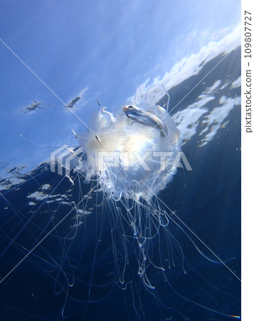 Hanabirauo and jellyfish Hanabirauo and jellyfish 109807727
