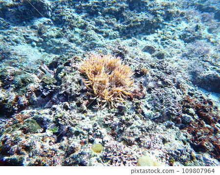 Sea anemone Sea anemone 109807964