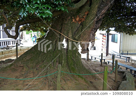 Large Sudajii tree at Kokonoe Shrine [Kawaguchi City, Saitama Prefecture] 109808010