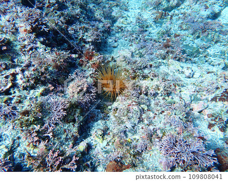 Sea anemone 109808041