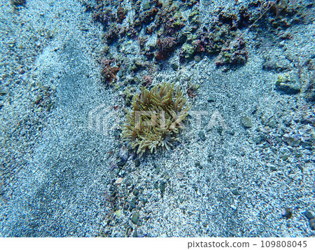 Anemones in the sand 109808045