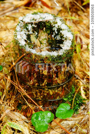 Bamboo stump covered in snow Bamboo stump covered in snow 109808068