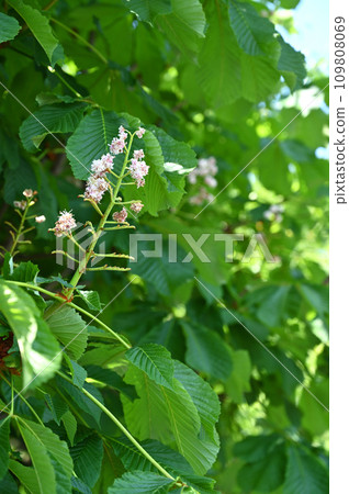 Tree: Horse chestnut, Horse chestnut family Tree: Horse chestnut, Horse chestnut family 109808069