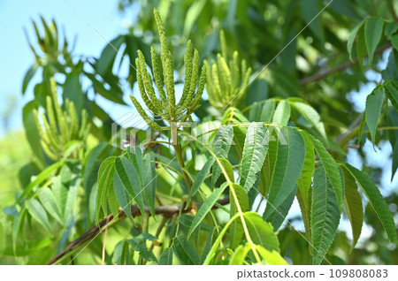 樹種：Nogurumi 核桃科 109808083