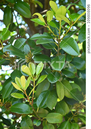 Tree: Tallow tree family 109808096