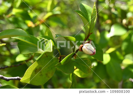 Tree: Karatane Ogatama Magnolia family 109808100