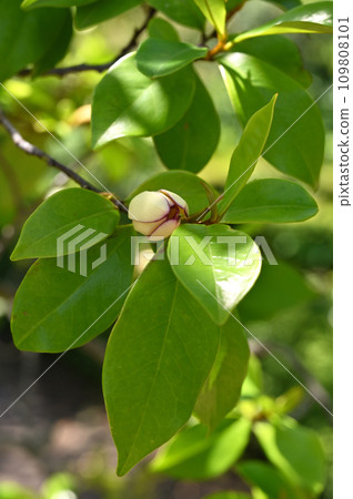 Tree: Karatane Ogatama Magnolia family 109808101