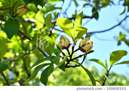 Tree: Karatane Ogatama Magnolia family 109808103