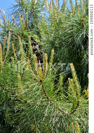 樹:法國雀科松樹家族 樹:法國雀科松樹家族 109808113
