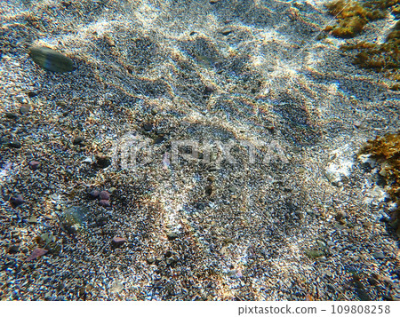 Pufferfish in the sand 109808258