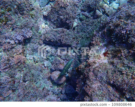 從上面看filefish 109808646