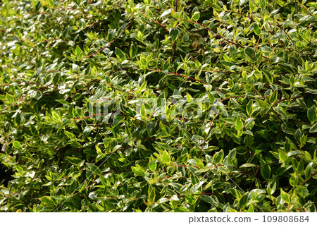 Planting Exterior 109808684