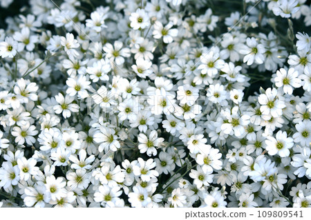 天花盛開，密密麻麻 109809541