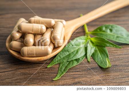 Andrographis paniculata or Kariyat leaf plant with herb capsules to treating covid19 coronavirus viral infection. 109809803