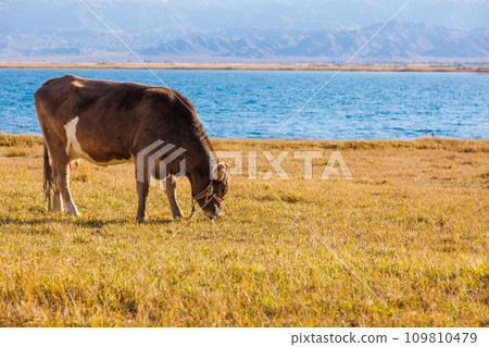 milk cow grazing on shore of mountain lake at sunny autumn afternoon 109810479