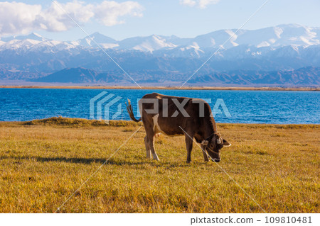 milk cow grazing on shore of mountain lake at sunny autumn afternoon 109810481