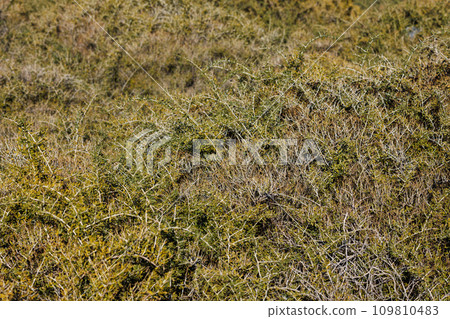 caragana spinosa low shrub at sunny autumn afternoon caragana spinosa low shrub at sunny autumn afternoon 109810483